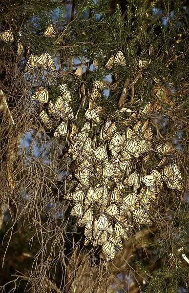CLY02024. AUS-246. Wanderer  /  MONARCH  /  Milkweed Butterfly - in overwintering clusters