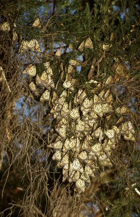 Framed Print : CLY02024. AUS-246. Wanderer / MONARCH / Milkweed Butterfly - in overwintering clusters Framed Print : CLY02024. AUS-246. Wanderer / MONARCH / Milkweed Butterfly - in overwintering clusters
