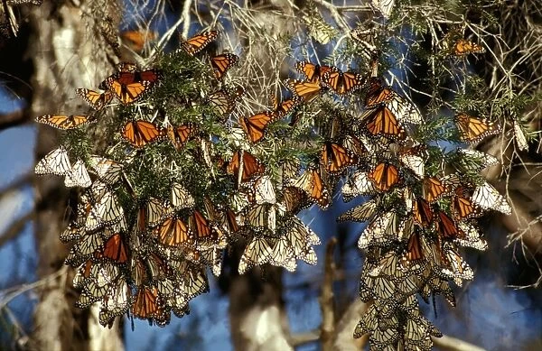 CLY02025. AUS-247. Wanderer  /  MONARCH  /  Milkweed Butterfly - in overwintering clusters