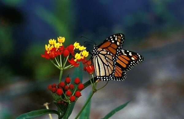 CLY02026. AUS-248. Wanderer  /  MONARCH  /  Milkweed Butterfly - feeding at Blood flower 