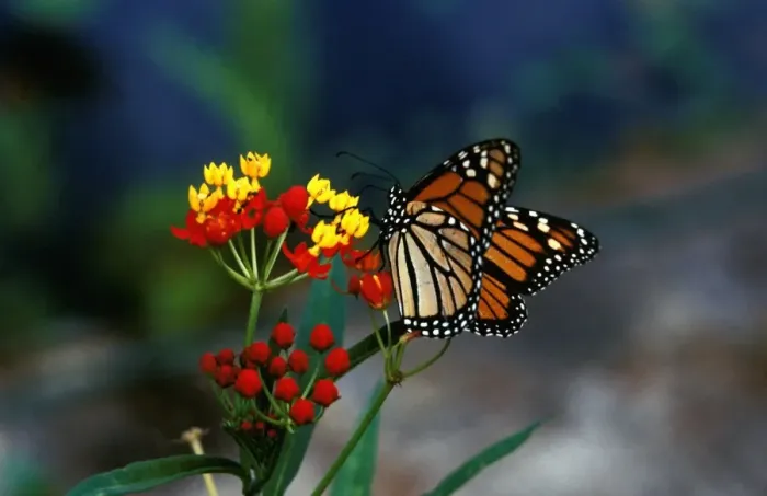 Framed Print : CLY02026. AUS-248. Wanderer / MONARCH / Milkweed Butterfly - feeding at Blood flower Framed Print : CLY02026. AUS-248. Wanderer / MONARCH / Milkweed Butterfly - feeding at Blood flower