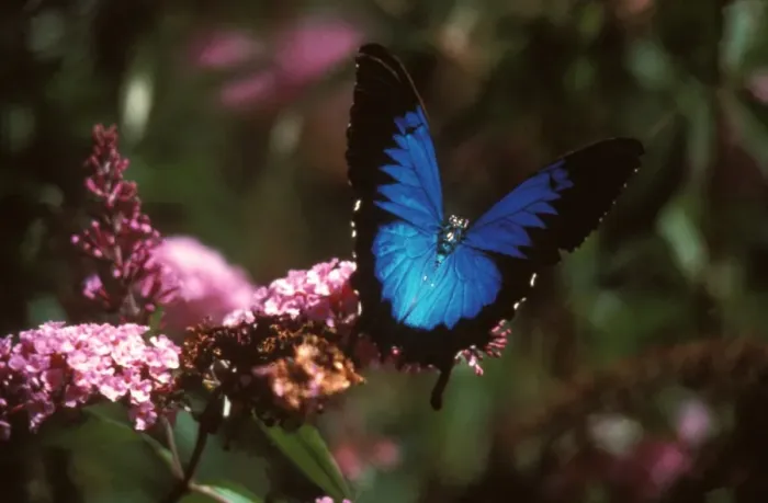 Framed Print : CLY02030. AUS-252. Ulysses butterfly - on Buddleia (Buddleia sp.) flowers, Framed Print : CLY02030. AUS-252. Ulysses butterfly - on Buddleia (Buddleia sp.) flowers,