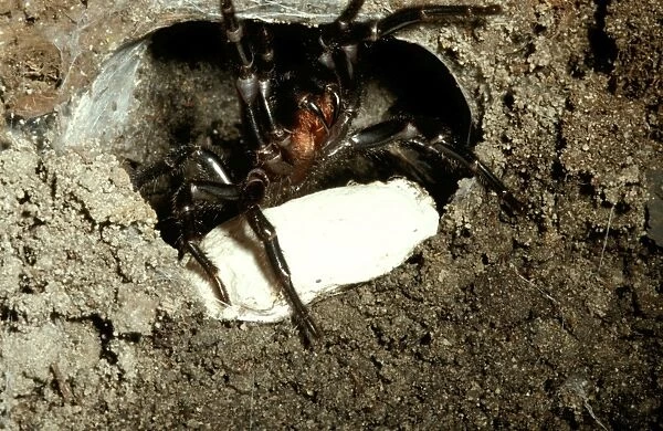 CLY02033. AUS-255. Sydney funnel-web spider - female at burrow entrance with egg sac
