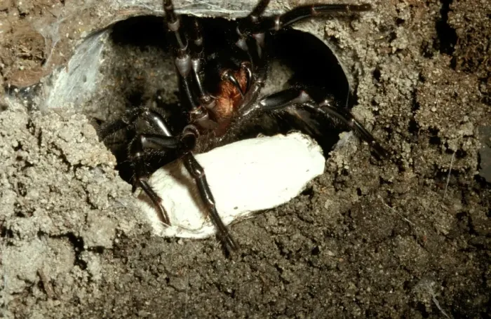 Framed Print : CLY02033. AUS-255. Sydney funnel-web spider - female at burrow entrance with egg sac Framed Print : CLY02033. AUS-255. Sydney funnel-web spider - female at burrow entrance with egg sac