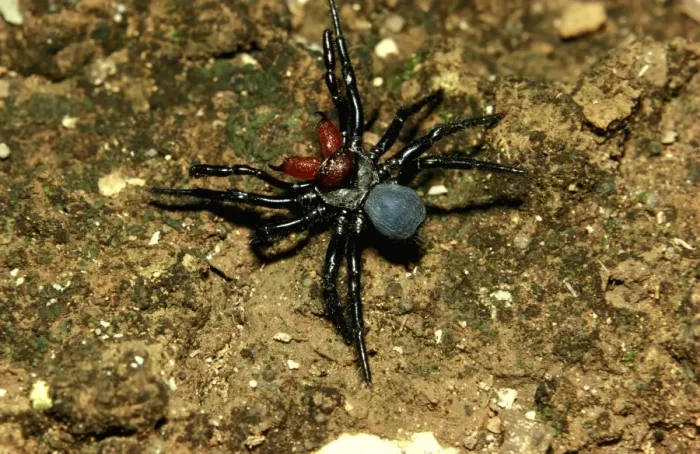 Framed Print : CLY02035. AUS-257. Mouse spider - male, a burrowing spider Framed Print : CLY02035. AUS-257. Mouse spider - male, a burrowing spider