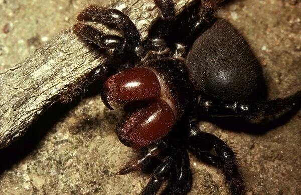 CLY02036. AUS-258. Mouse spider. New South Wales, Australia