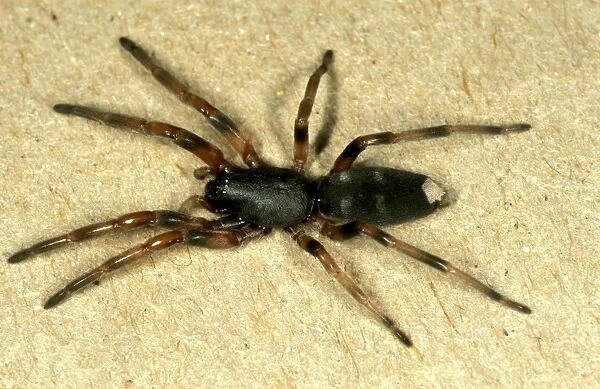 CLY02039. AUS-261. White-tailed spider - common in houses