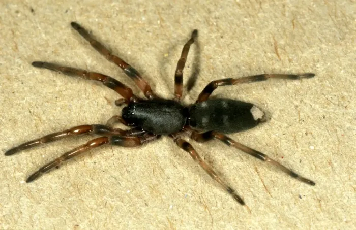 Framed Print : CLY02039. AUS-261. White-tailed spider - common in houses