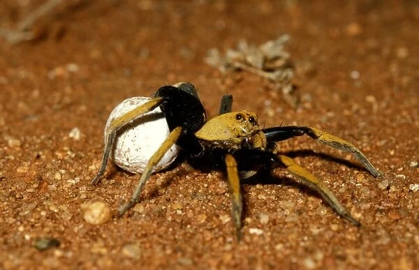 CLY02040. AUS-262. A wolf spider - female, an outback spider, carrying her egg sac