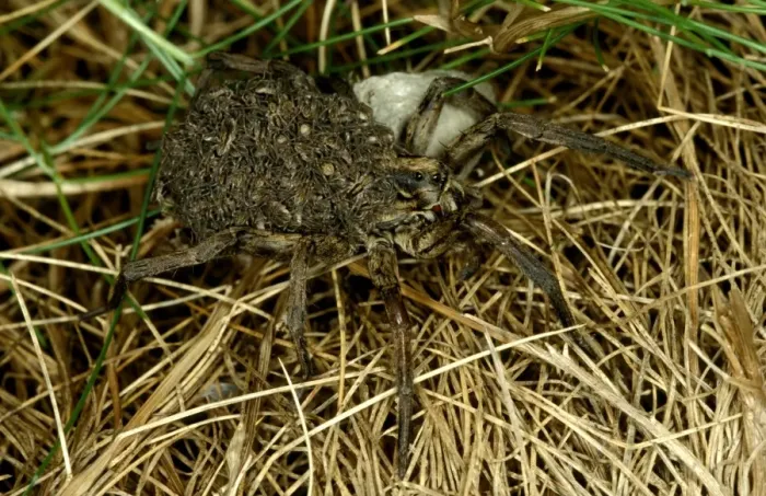 Framed Print : CLY02041. AUS-263. A wolf spider - female carrying newly hatched spiderlings on back Framed Print : CLY02041. AUS-263. A wolf spider - female carrying newly hatched spiderlings on back