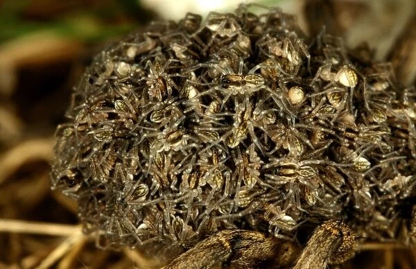 CLY02042. AUS-264. A wolf spider - close-up of spiderlings on females back