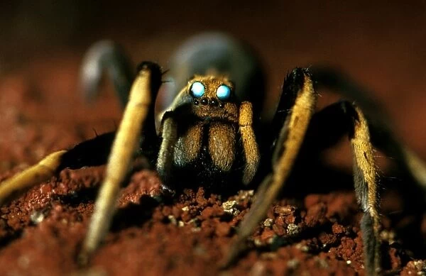 CLY02044. AUS-266. A wolf spider - showing two large median eyes, at night