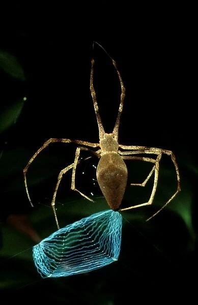 CLY02045. AUS-267. Net-casting spider - female making net