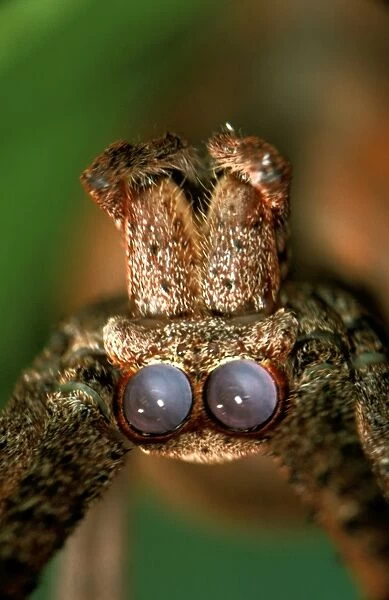 CLY02047. AUS-269. Net-casting spider - female