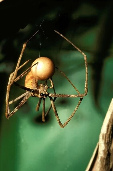 CLY02051. AUS-273. Net-casting spider - female weaving egg sac