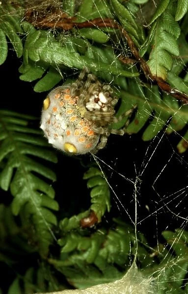 CLY02052. AUS-274. Magnificent spider - female in daytime retreat