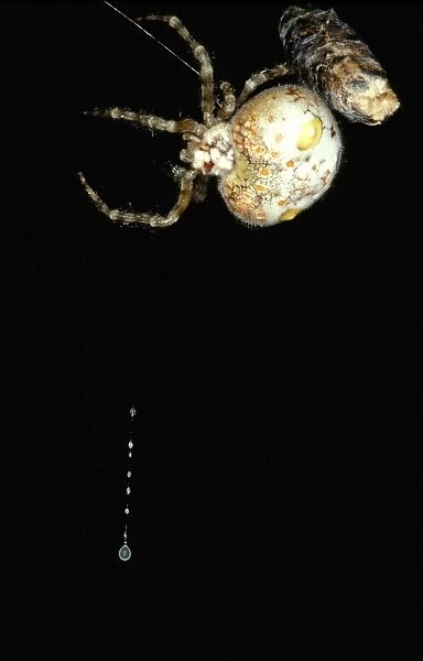 CLY02053. AUS-275. Magnficent spider - female with trapline of sticky silk