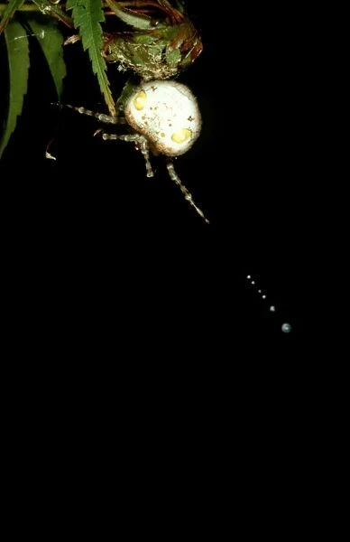 CLY02054. AUS-276. Magnificent spider - female swinging trapline of sticky