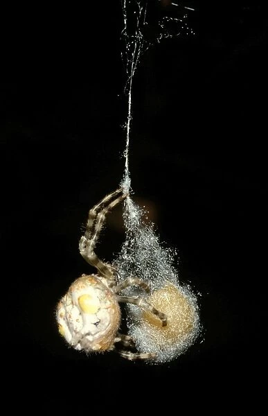 CLY02056. AUS-278. Magnificent spider - laying eggs into base of egg sac