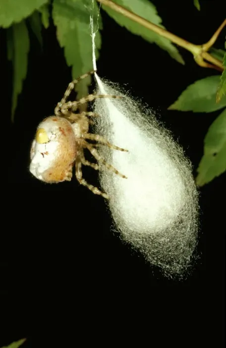 Framed Print : CLY02057. AUS-279. Magnificent spider - with partly completed egg sac Framed Print : CLY02057. AUS-279. Magnificent spider - with partly completed egg sac