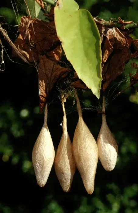 Framed Print : CLY02058. AUS-280. Magnificent spider - cluster of completed egg sacs, Framed Print : CLY02058. AUS-280. Magnificent spider - cluster of completed egg sacs,