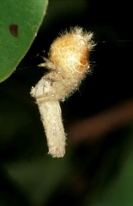 Framed Print : CLY02061. AUS-283. A bolas spider - with captured moth, Framed Print : CLY02061. AUS-283. A bolas spider - with captured moth,