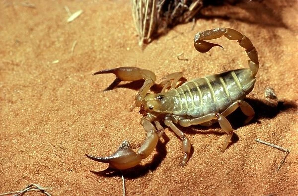 CLY02063. AUS-285. A scorpion (Fam: Scorpionidae) on red sand