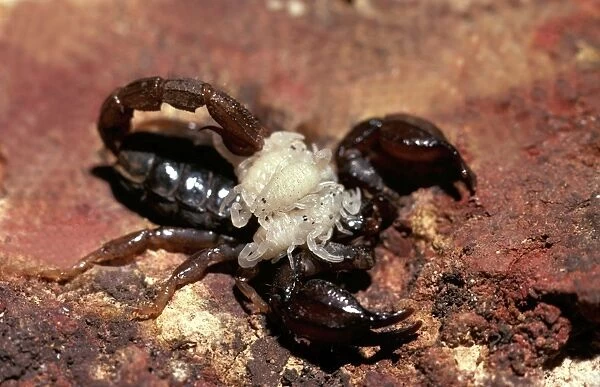 CLY02064. AUS-286. A scorpion (Fam: Scorpionidae) female carrying young on back