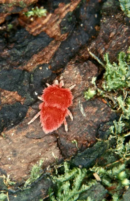 Framed Print : CLY02065. AUS-287. A velvet mite (Fam: Trombidiidae). Framed Print : CLY02065. AUS-287. A velvet mite (Fam: Trombidiidae).