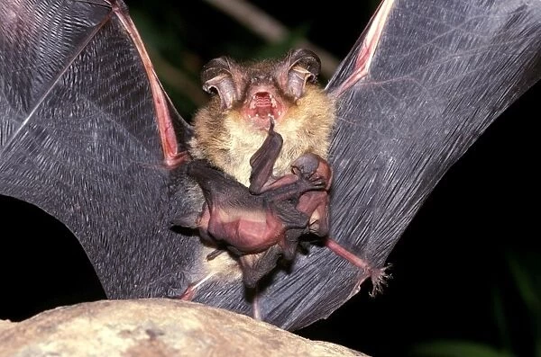 CLY02070. AUS-292. Goulds long-eared bat (Nyctophilus gouldi) female with two young