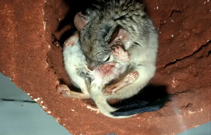 Framed Print : CLY02071. AUS-293. Kowari / Crest-tailed Marsupial Rat - about to give birth Framed Print : CLY02071. AUS-293. Kowari / Crest-tailed Marsupial Rat - about to give birth