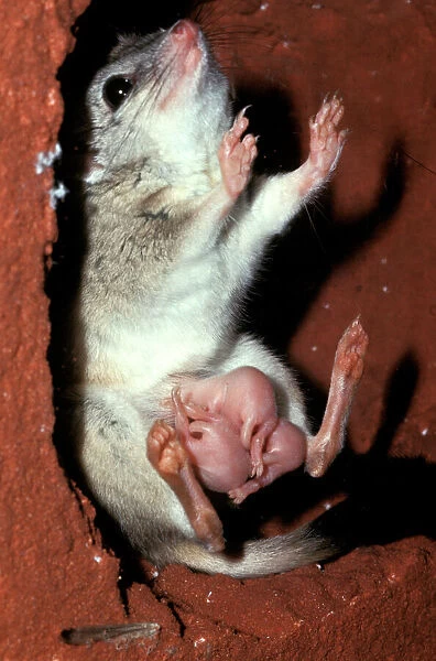 CLY02072. AUS-294. Kowari  /  Crest-tailed Marsupial Rat - with three young