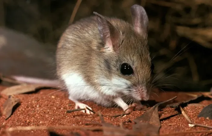 Framed Print : CLY02073. AUS-295. Sandy inland mouse (Pseudomys hermannsburgensis) Framed Print : CLY02073. AUS-295. Sandy inland mouse (Pseudomys hermannsburgensis)