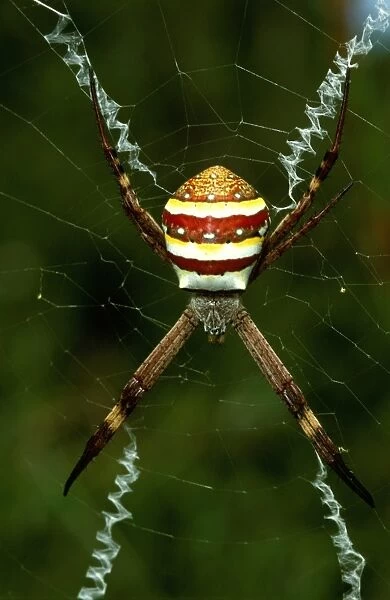 CLY02077. AUS-299. St Andrews Cross spider - female with cross-shaped stabilimentum in web