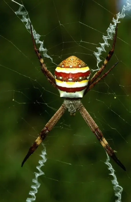 Framed Print : CLY02077. AUS-299. St Andrews Cross spider - female with cross-shaped stabilimentum in web Framed Print : CLY02077. AUS-299. St Andrews Cross spider - female with cross-shaped stabilimentum in web