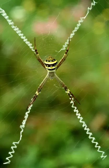 Framed Print : CLY02078. AUS-300. St Andrews Cross spider - female with cross-shaped stabilimentum in web Framed Print : CLY02078. AUS-300. St Andrews Cross spider - female with cross-shaped stabilimentum in web