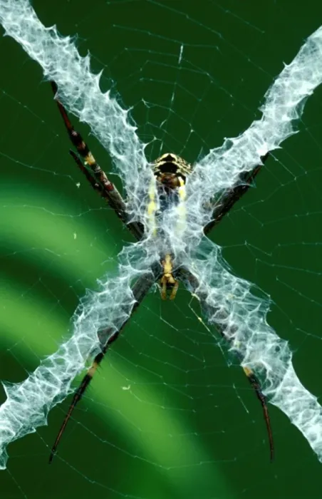 Framed Print : CLY02079. AUS-301. St Andrews Cross spider - from reverse side of web Framed Print : CLY02079. AUS-301. St Andrews Cross spider - from reverse side of web