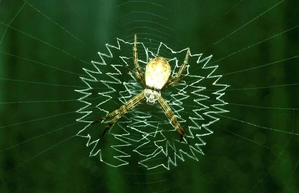 CLY02083. AUS-305. St Andrews Cross spider - juvenile in web with juvenile-type