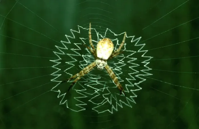 Framed Print : CLY02083. AUS-305. St Andrews Cross spider - juvenile in web with juvenile-type Framed Print : CLY02083. AUS-305. St Andrews Cross spider - juvenile in web with juvenile-type