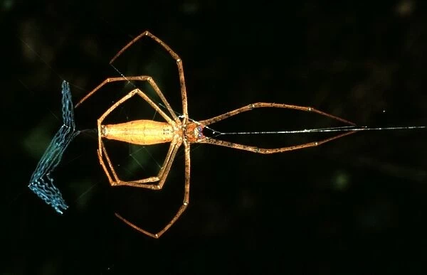 CLY02085. AUS-307. Rufous net-casting spider - female making net.