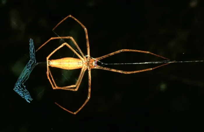 Framed Print : CLY02085. AUS-307. Rufous net-casting spider - female making net.