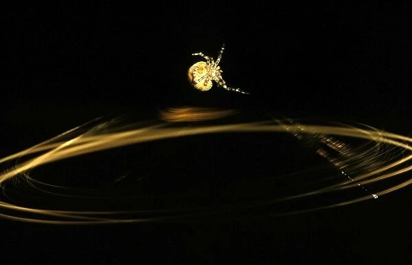 CLY02086. AUS-308. Magnificent spider - swinging trapline.
