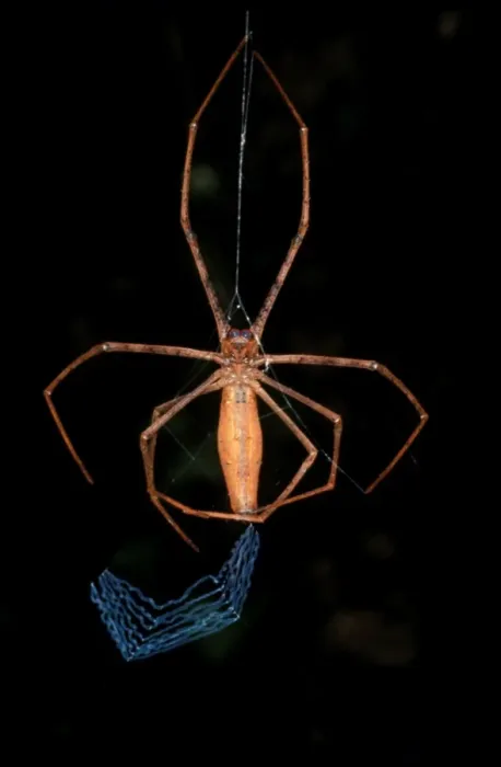 Framed Print : CLY02087. AUS-309. Rufous net-casting spider - female starting to make