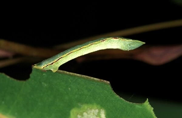 CLY02094. AUS-316. Geometrid moth - looper caterpillar; it pupates inside