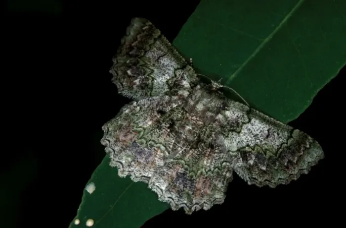 Framed Print : CLY03001. AUS-323. Geometrid moth - on leaf at night. Framed Print : CLY03001. AUS-323. Geometrid moth - on leaf at night.