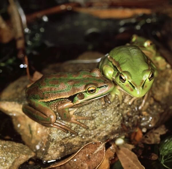 CLY03002. AUS-324. Green-and-golden bell frog - vulnerable species.