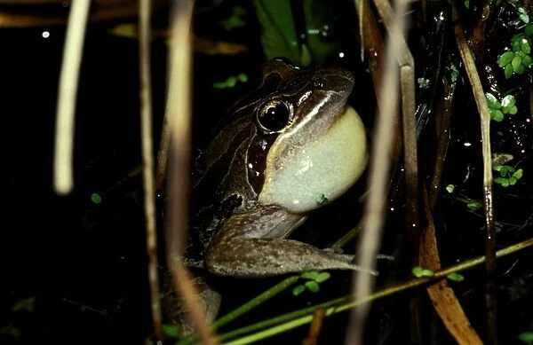 CLY03004. AUS-326. Striped marsh frog - male, calling.