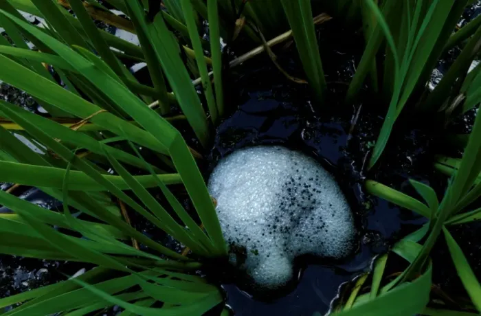 Framed Print : CLY03007. AUS-328. Striped marsh frog - frothy raft with eggs embedded Framed Print : CLY03007. AUS-328. Striped marsh frog - frothy raft with eggs embedded