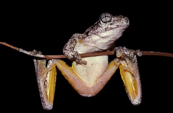 CLY03011. AUS-333. Perons tree frog - showing underside