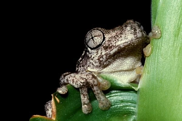 CLY03017. AUS-339. Perons tree frog - showing distinctive eye pattern.